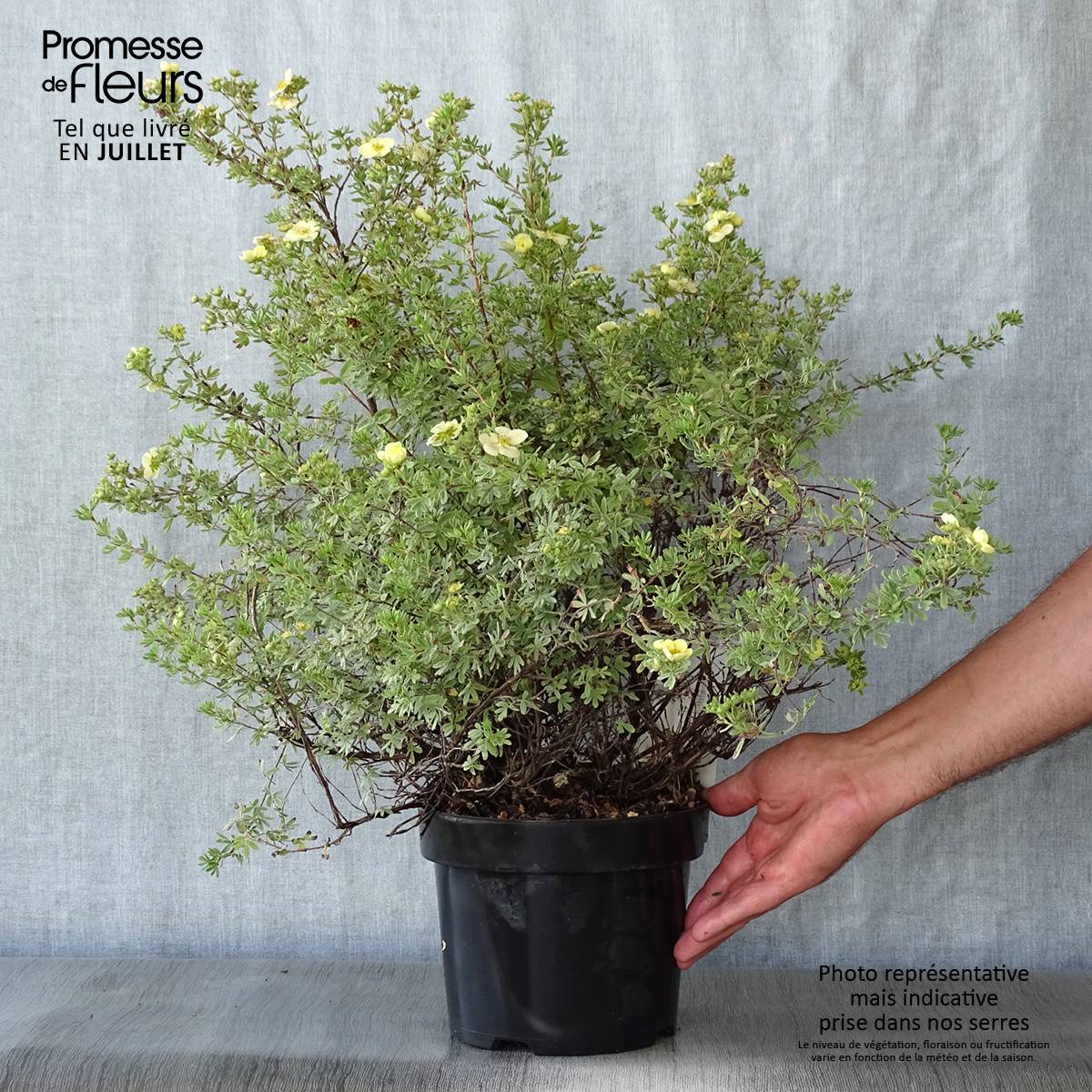Promesse de Fleurs - Potentilla fructicosa Glamour Girl - Potentille arbustive Pot de 2L/3L - Image 2