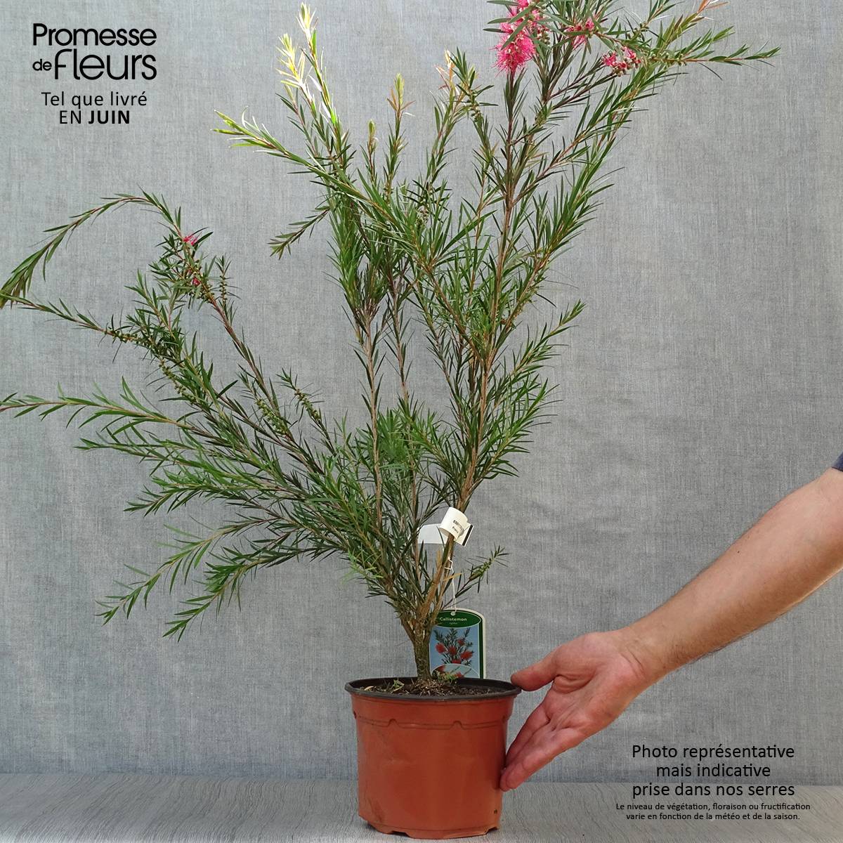 Callistemon rigidus - Rince-bouteille Pot de 2L/3L - Image 2
