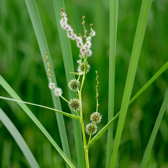 Rubanier dressé - Sparganium erectum - 12 plantes - Image 3