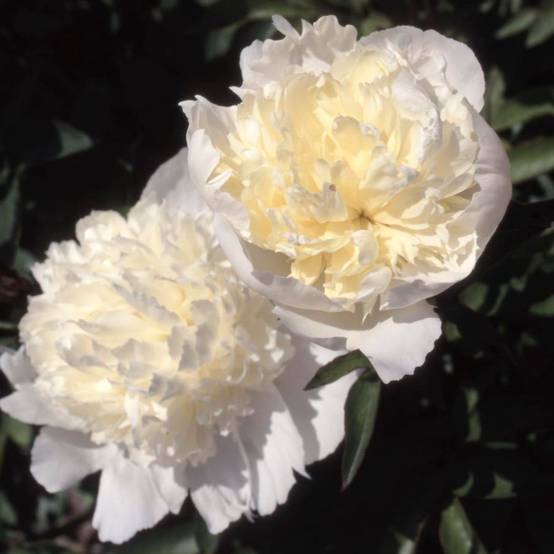 Promesse de Fleurs - Pivoine lactiflora Laura Dessert Pot de 3L/4L