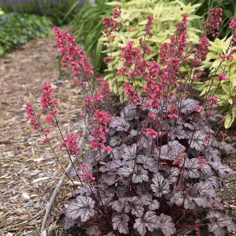 Promesse de Fleurs - Heuchère - Heuchera Timeless Treasure Godet de 8/9 cm