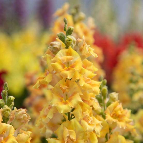 Graines de Muflier Sweet Duet Citrus - Antirrhinum majus le sachet de 30 graines environ