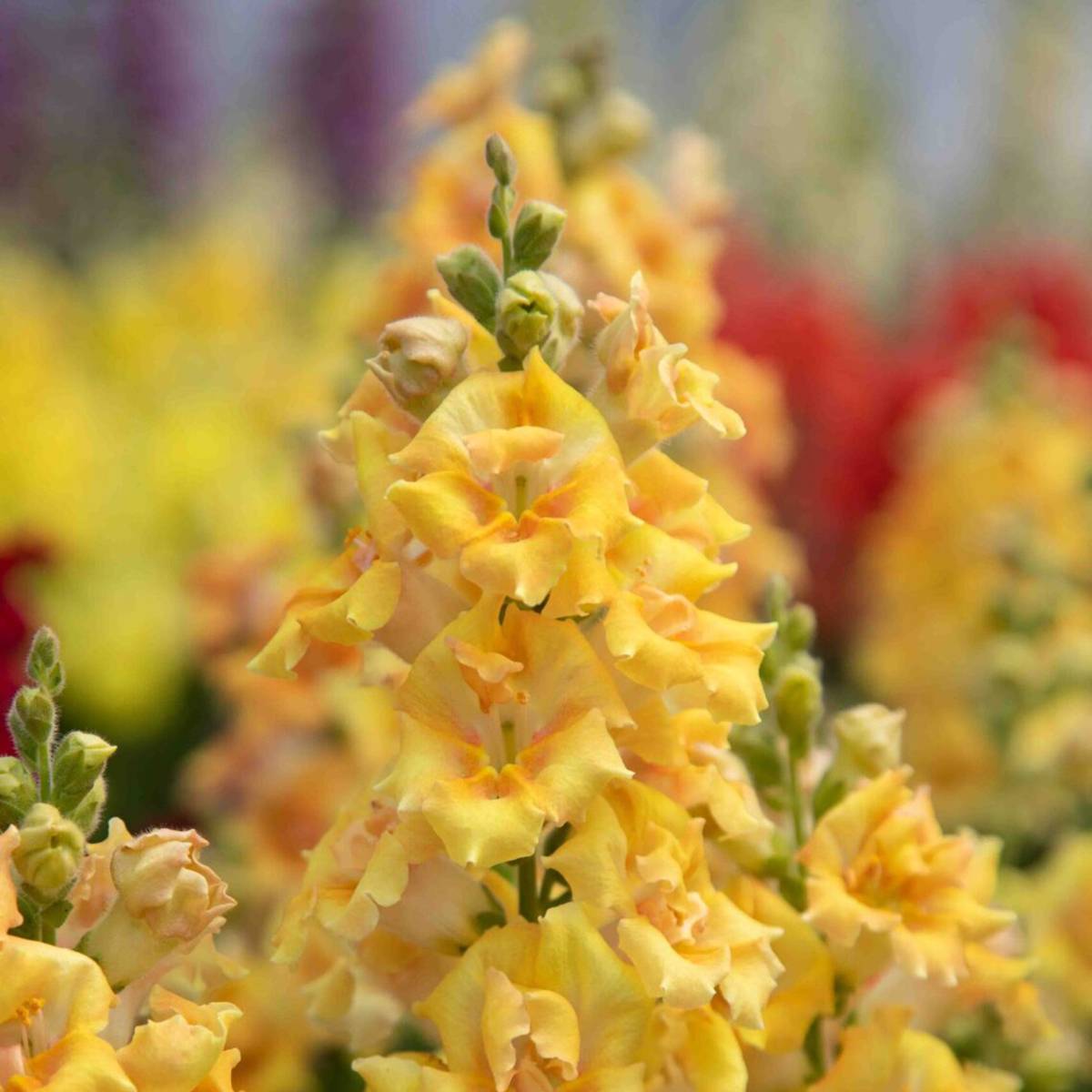 Graines de Muflier Sweet Duet Citrus - Antirrhinum majus le sachet de 30 graines environ