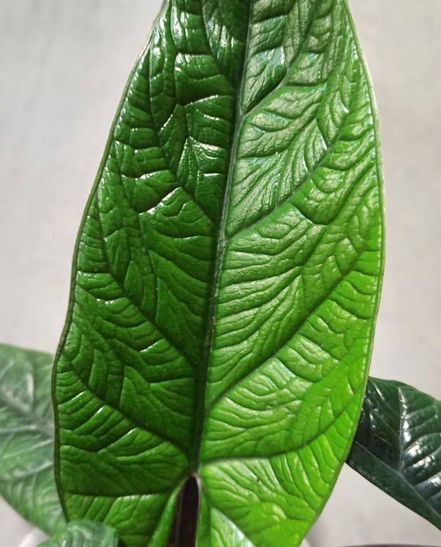 Alocasia Scalprum Small D. 6cm H. 13cm - Plante d'intérieur - IndoorPoppies - Image 2