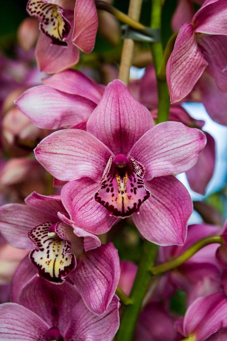 Terreau Orchidée Premium, Substrat Orchidée, Terreau pour toutes les Orchidées 4L - Image 5