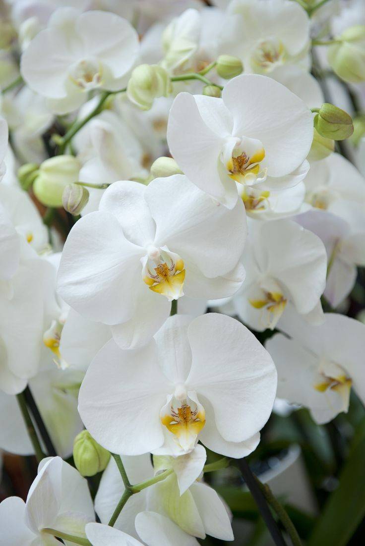 Terreau Orchidée Premium, Substrat Orchidée, Terreau pour toutes les Orchidées 4L - Image 3