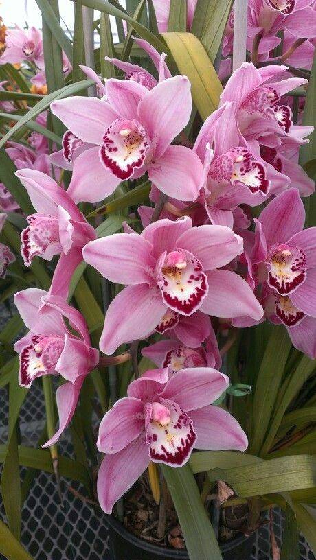 Terreau Orchidée Premium, Substrat Orchidée, Terreau pour toutes les Orchidées 4L - Image 4