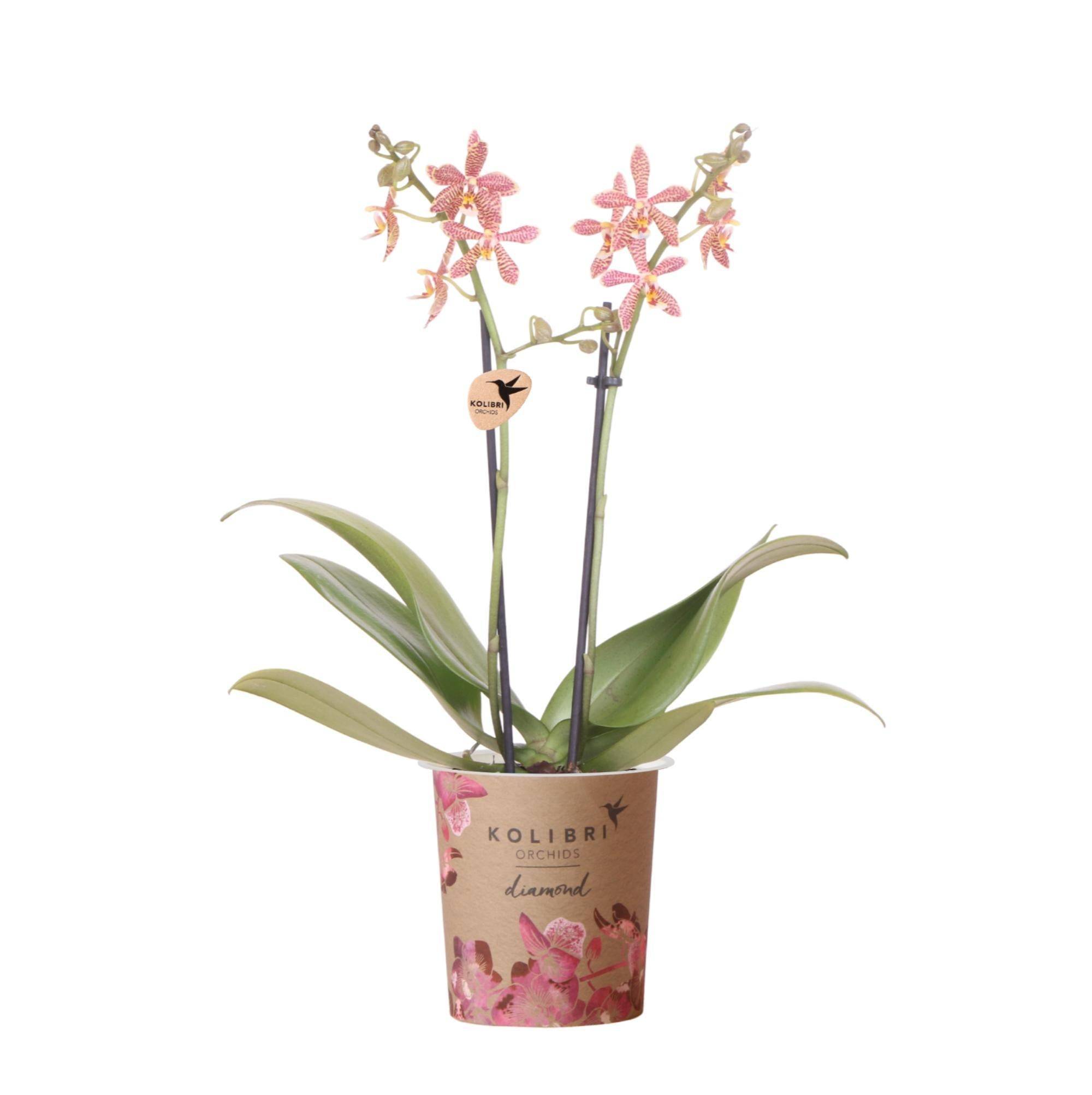 La Green Touch - Orchidée Araignée Orange en Pot - Plante d'Intérieur Fleurie 35cm - Plante d'intérieur- La Green Touch - Image 1