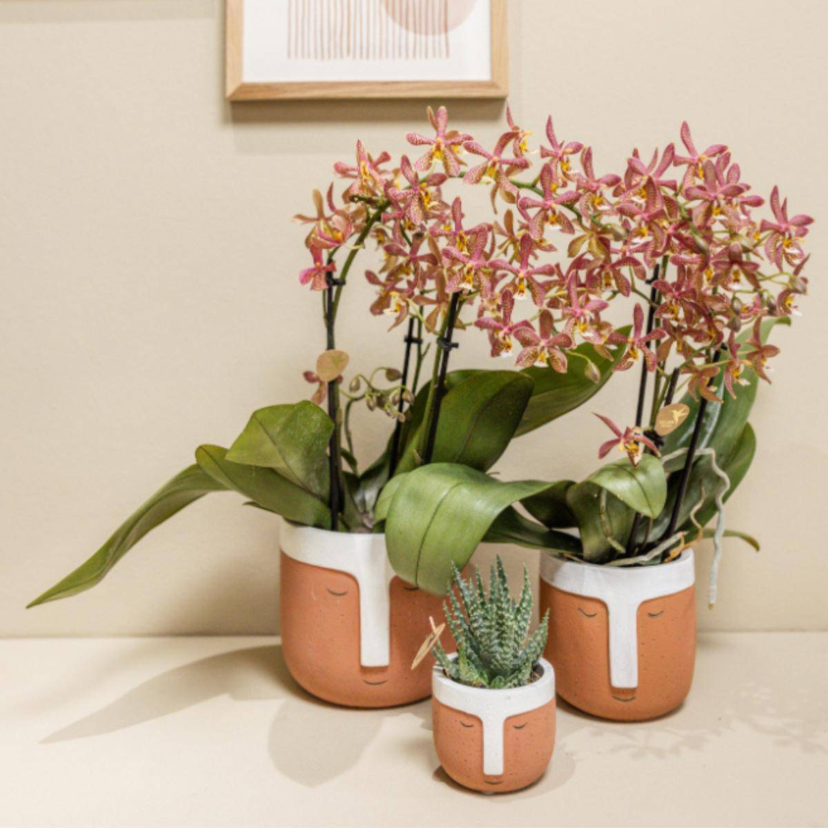La Green Touch - Orchidée Araignée Orange en Pot - Plante d'Intérieur Fleurie 35cm - Plante d'intérieur- La Green Touch - Image 3