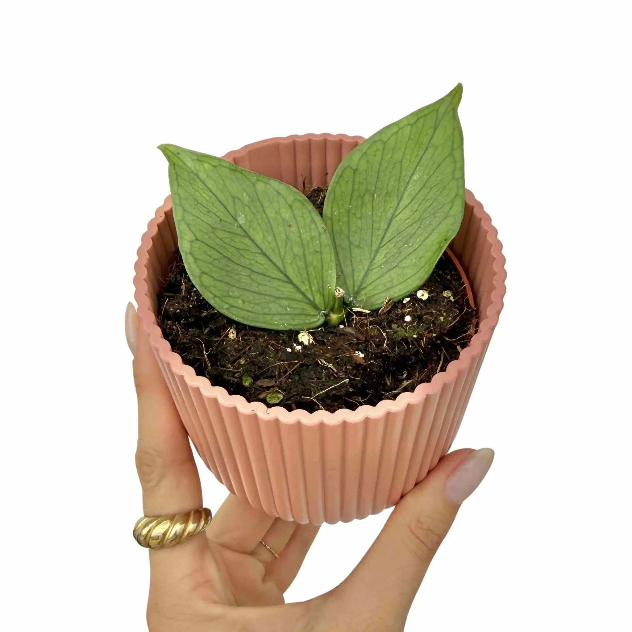 Hoya Polyneura - Pot de 7cm - Plantes d'intérieur - Image 1