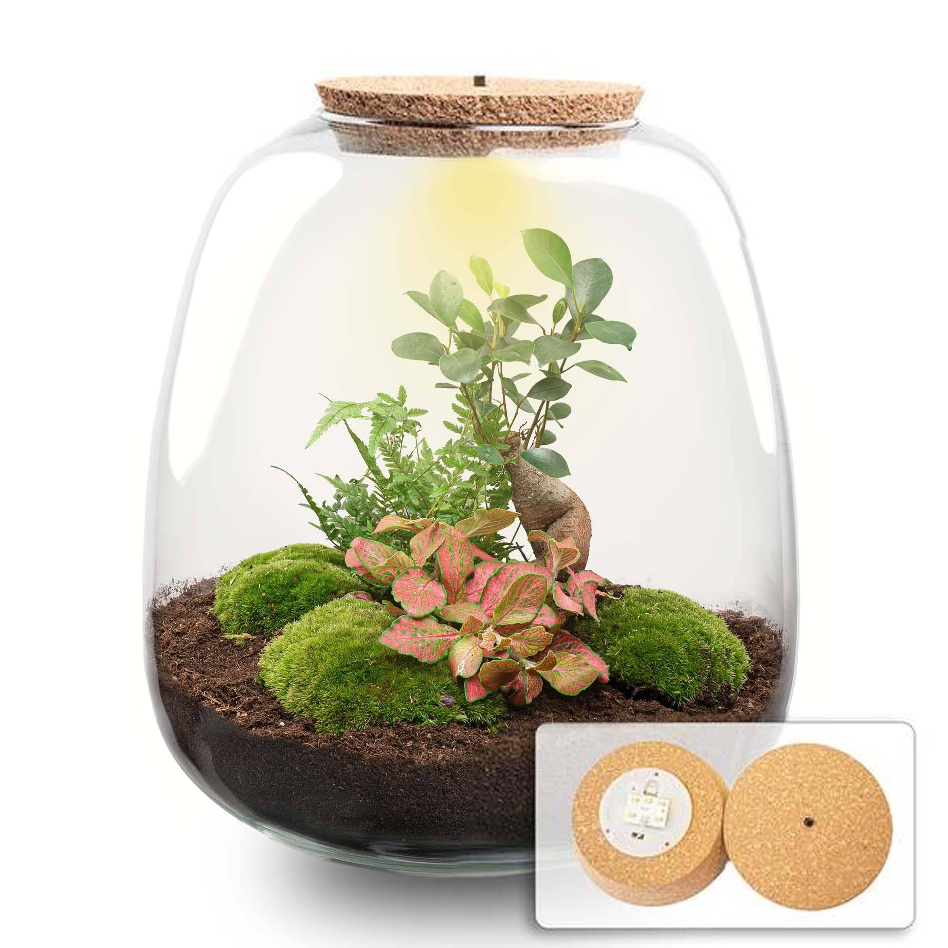 Planten Terrarium - H25cm
