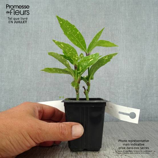 Aucuba japonica Crotonifolia Godet de 8/9 cm - Image 2