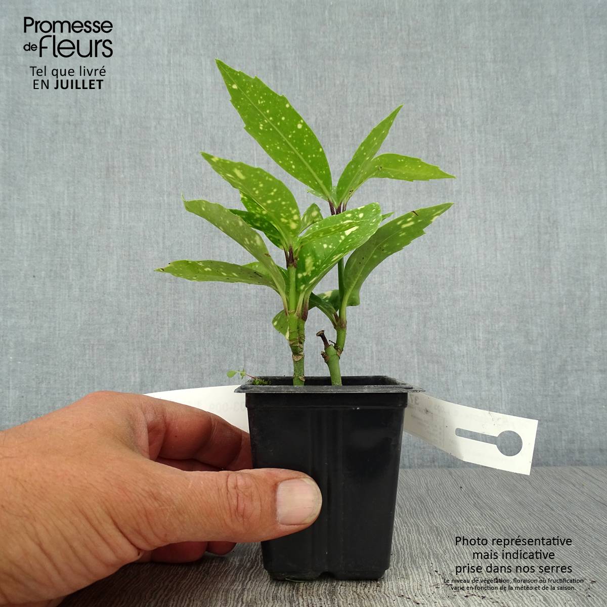 Aucuba japonica Crotonifolia Godet de 8/9 cm - Image 2