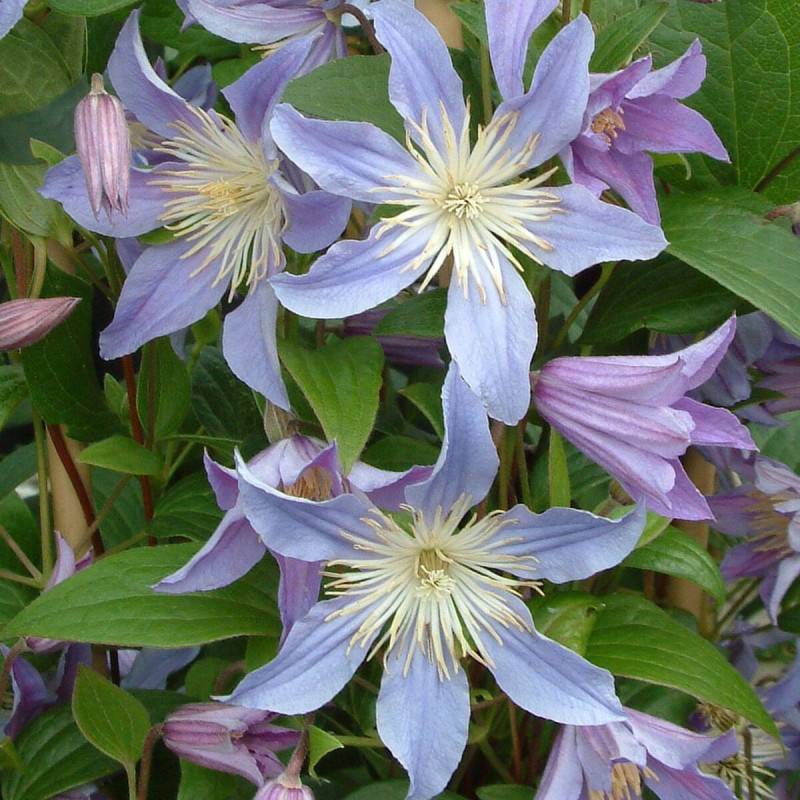 Clématite integrifolia Blue River® 'Zoblueriver' à fleurs Bleue - feuillage Caduc - Godet - 5/20 cm-  hauteur à maturité De 1,50 m à 2,00 m - Image 1