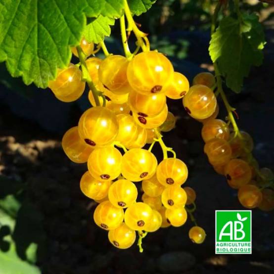 Groseillier à grappes 'Versaillaise blanche' BIO (Ribes rubrum 'Versaillaise blanche') - Godet 9cm - Pépinières Naudet - Image 1