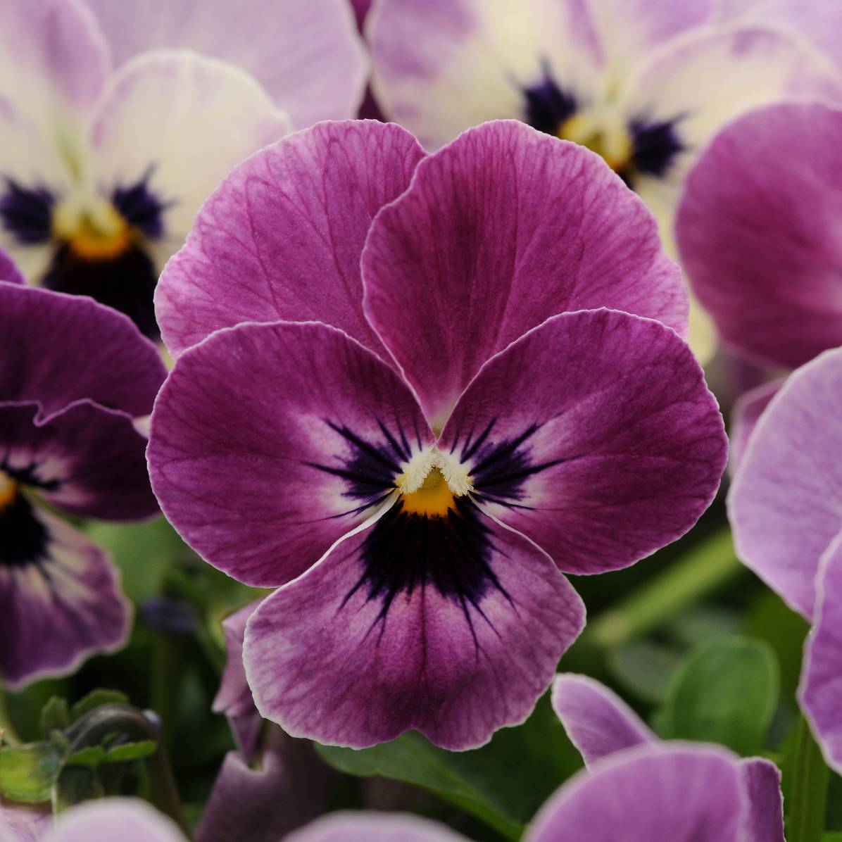 Promesse de Fleurs - Violette cornue  Sorbet XP Raspberry Mini-motte - Viola cornuta  Mini-motte Ø 1,5/2,5 cm, Plant vert de 3 à 5 cm de haut environ (par 5)