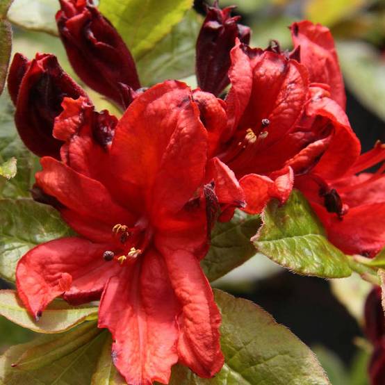 Promesse de Fleurs - Azalée de Chine Nabucco - Azalea Mollis Pot de 4L/5L - Image 1