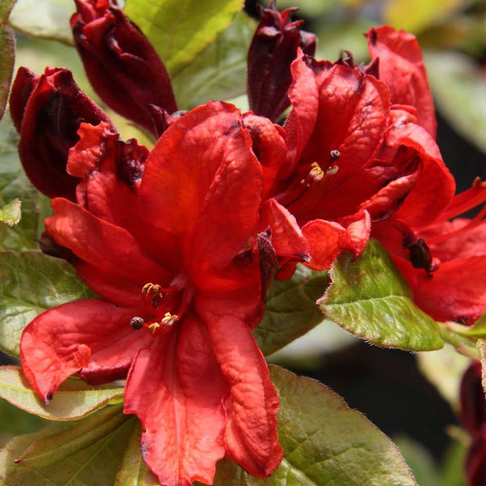 Promesse de Fleurs - Azalée de Chine Nabucco - Azalea Mollis Pot de 4L/5L - Image 1