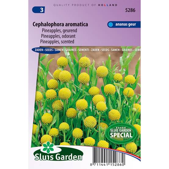 Promesse de Fleurs - Graines de Cephalophora aromatica Pineapples le sachet de 700 graines environ (0,2g)