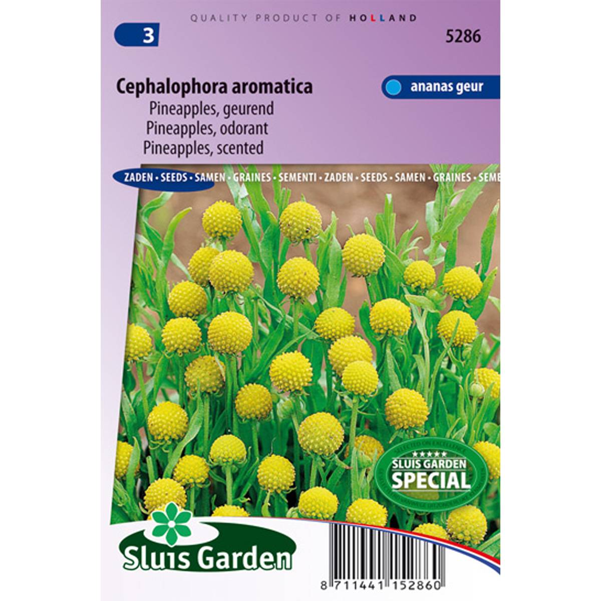 Promesse de Fleurs - Graines de Cephalophora aromatica Pineapples le sachet de 700 graines environ (0,2g)