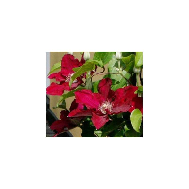 Clématite Jie™ 'Evipo084' à fleurs Rouge - feuillage Caduc - Pot de 1,5L - Tuteur bambou 30/60 cm-  hauteur à maturité De 0,50 m à 1,00 m - Image 5