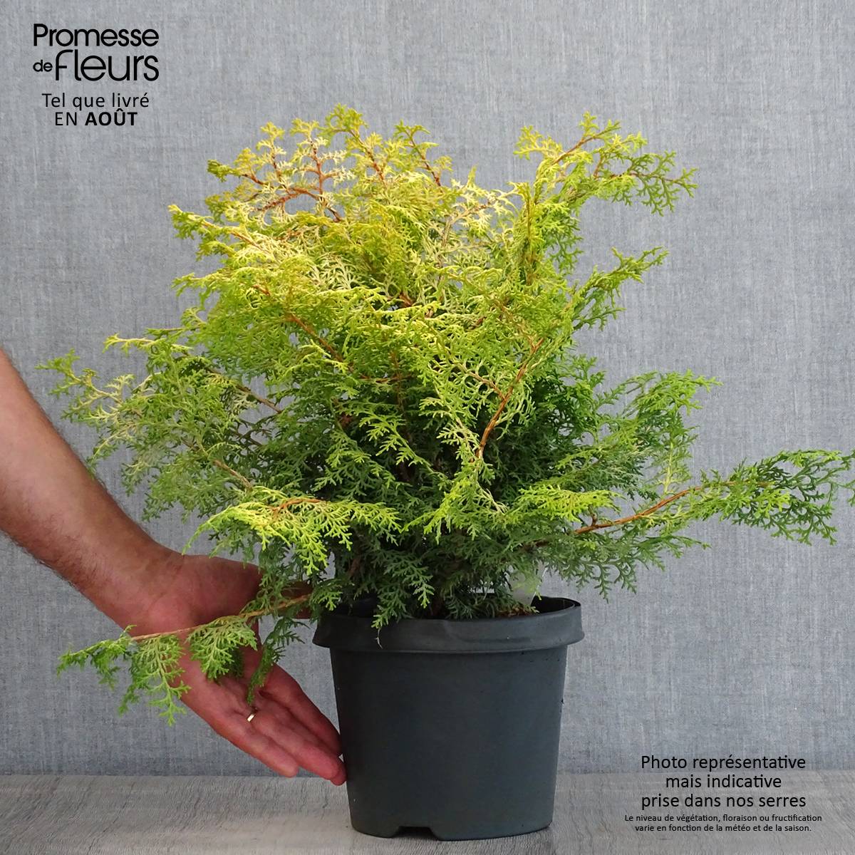 Cyprès hinoki du Japon - Chamaecyparis obtusa Lucas Pot de 2L/3L - Image 2