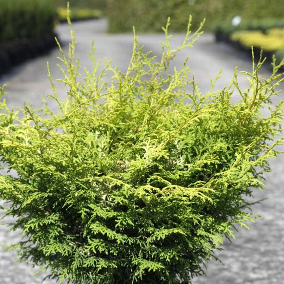 Cyprès hinoki du Japon - Chamaecyparis obtusa Lucas Pot de 2L/3L - Image 1