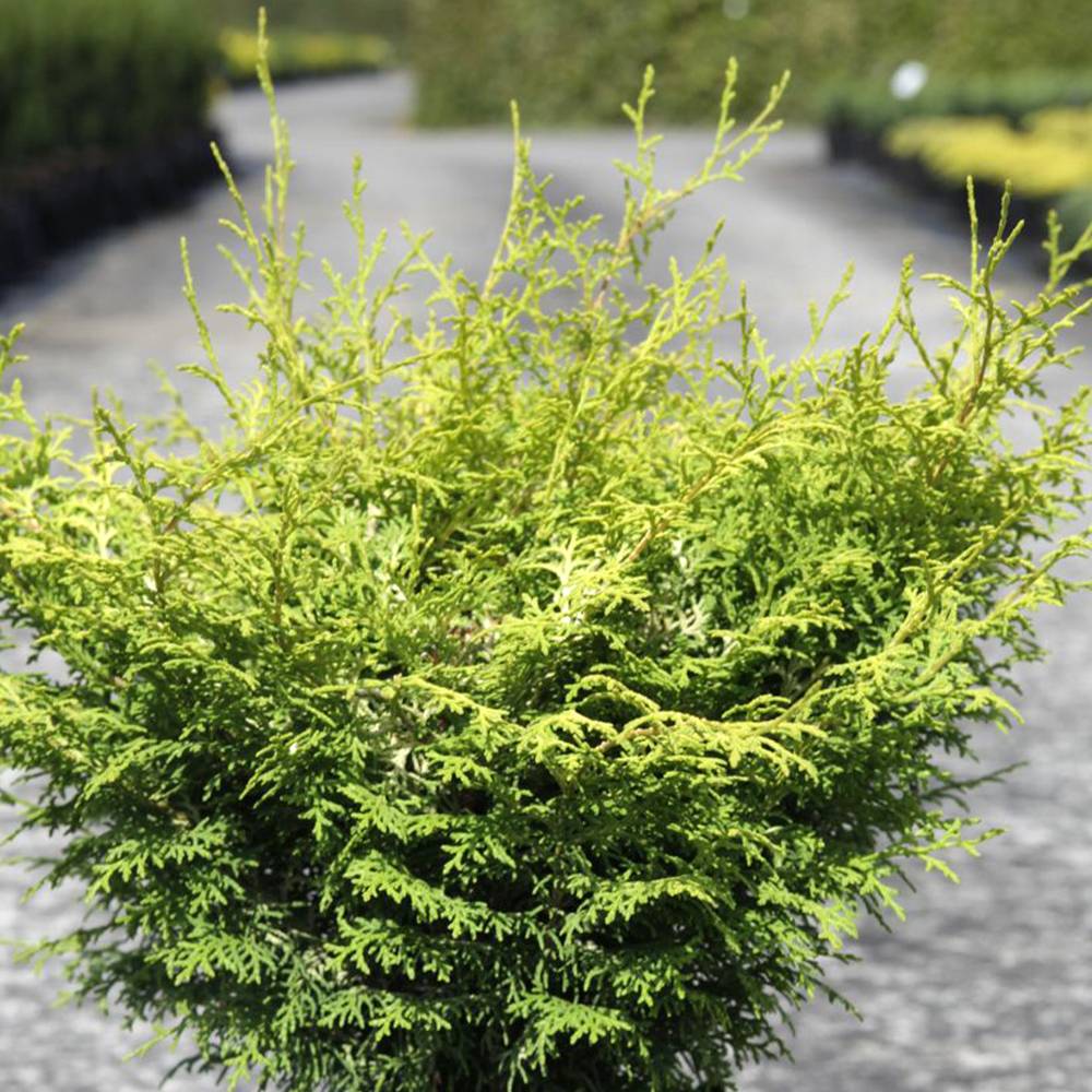 Cyprès hinoki du Japon - Chamaecyparis obtusa Lucas Pot de 2L/3L - Image 1