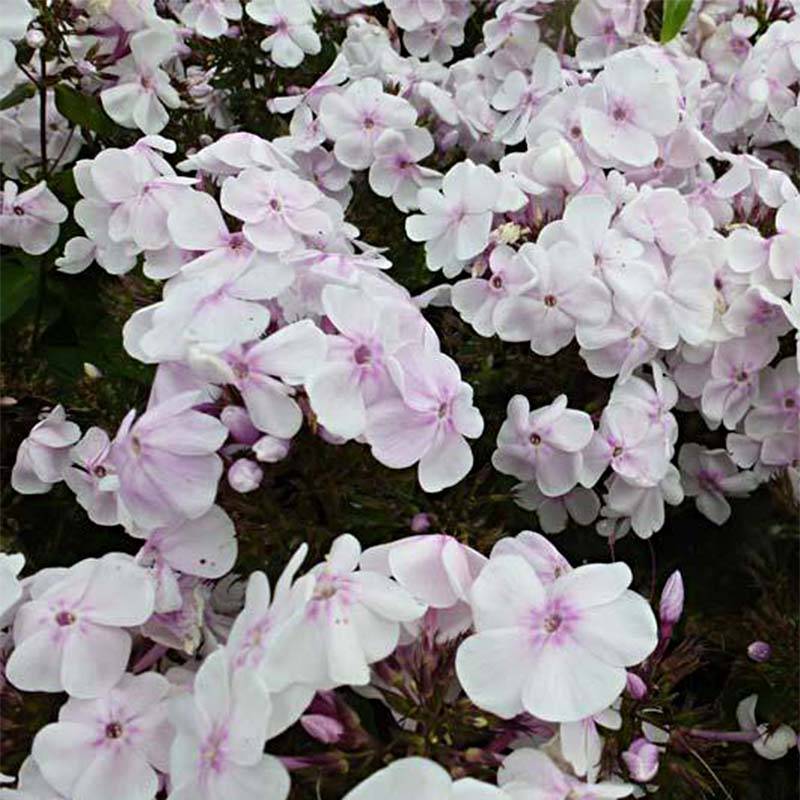 Promesse de Fleurs - Phlox paniculata Monica Lynden Bell Godet de 8/9 cm