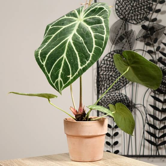 Anthurium magnificum Mini-plante