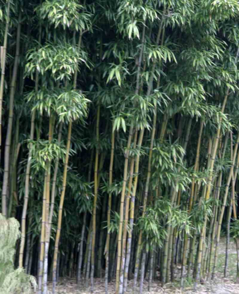 0 - Semiarundinaria fastuosa var.viridis Pot de 10L - 180/220cm