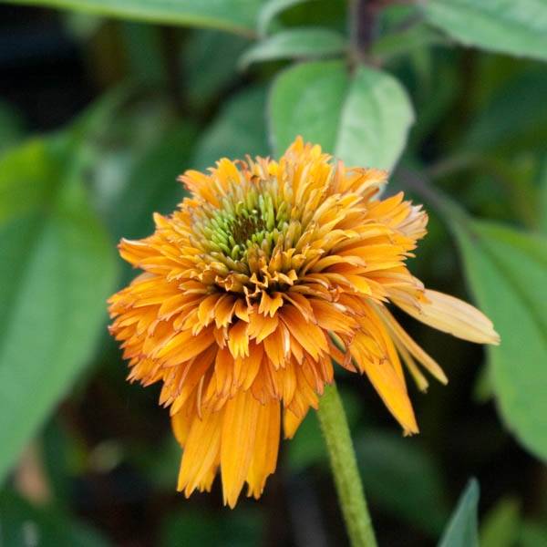 Promesse de Fleurs - Echinacea Marmalade - Echinacée Godet de 8/9 cm