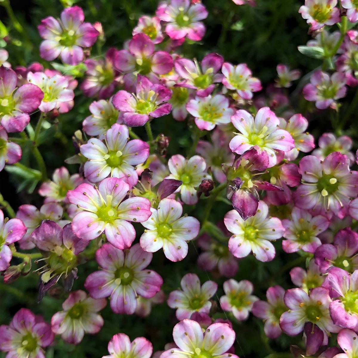 Saxifraga x arendsii Pixie - Saxifrage mousse Godet de 8/9 cm