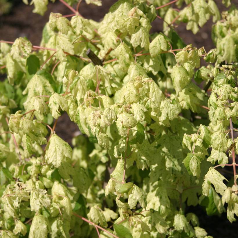Promesse de Fleurs - Erable champêtre - Acer campestre Pulverulentum Pot de 7,5L/10L, Tige