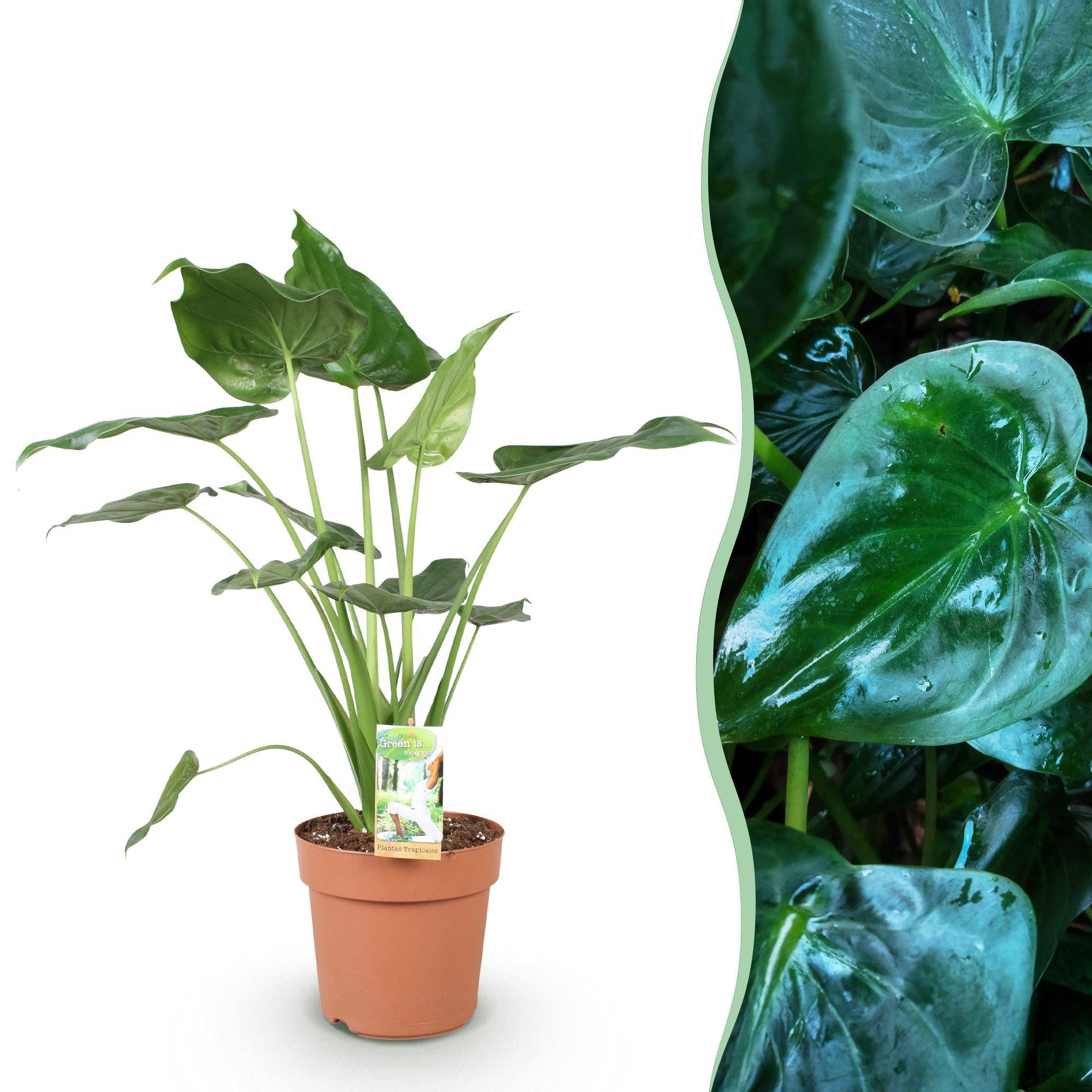 Alocasia Cucullata - D21 H70cm - Image 2
