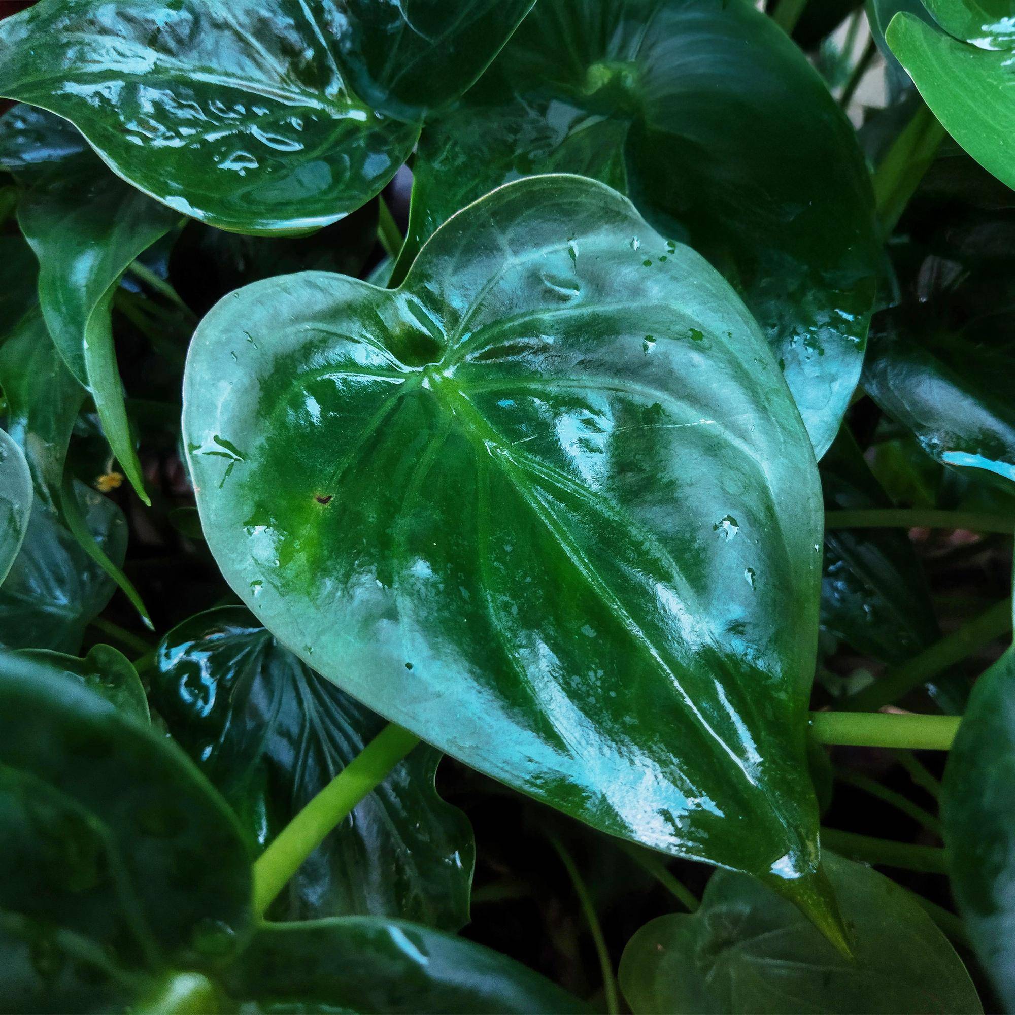 Alocasia Cucullata - D21 H70cm - Image 5