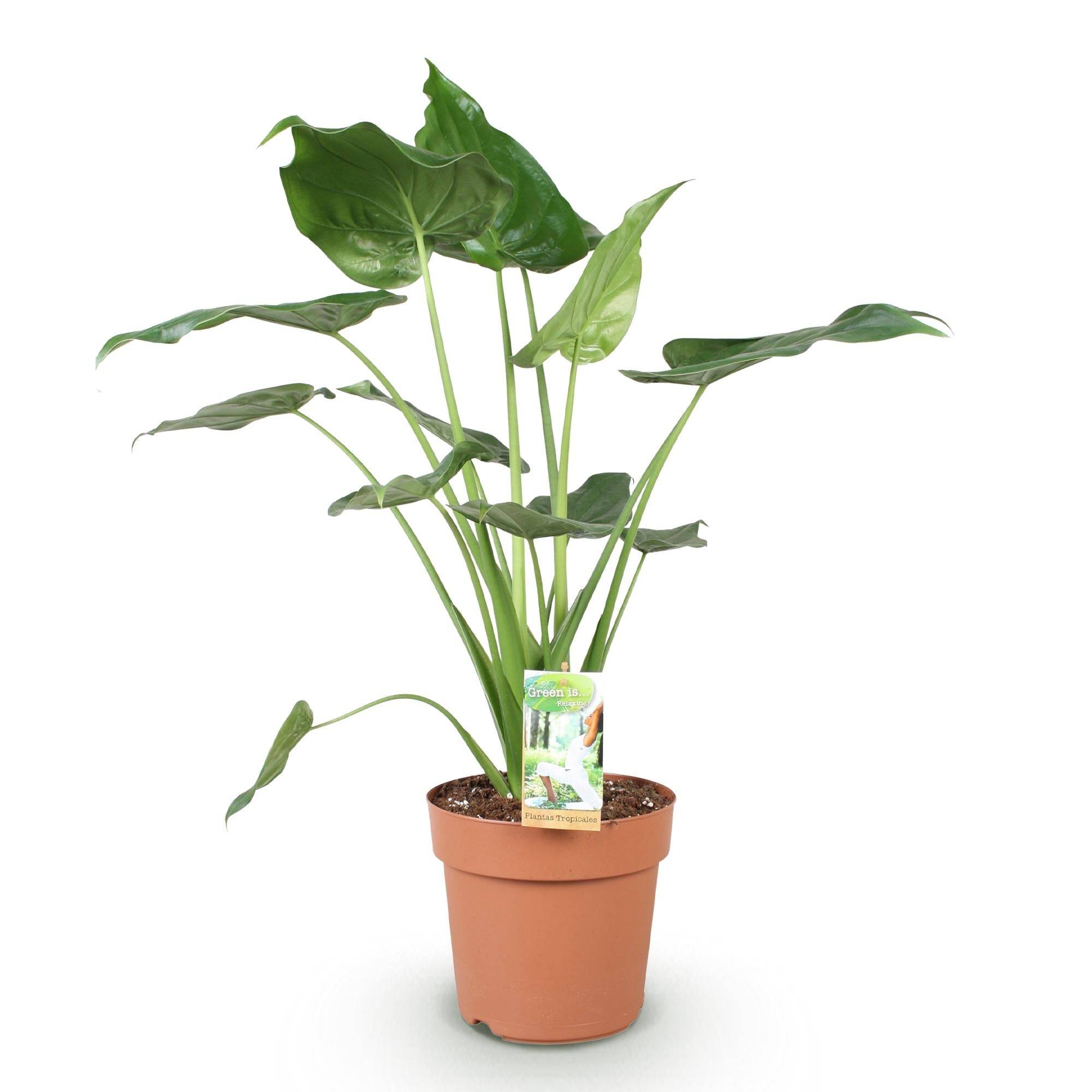 Alocasia Cucullata - D21 H70cm - Image 3