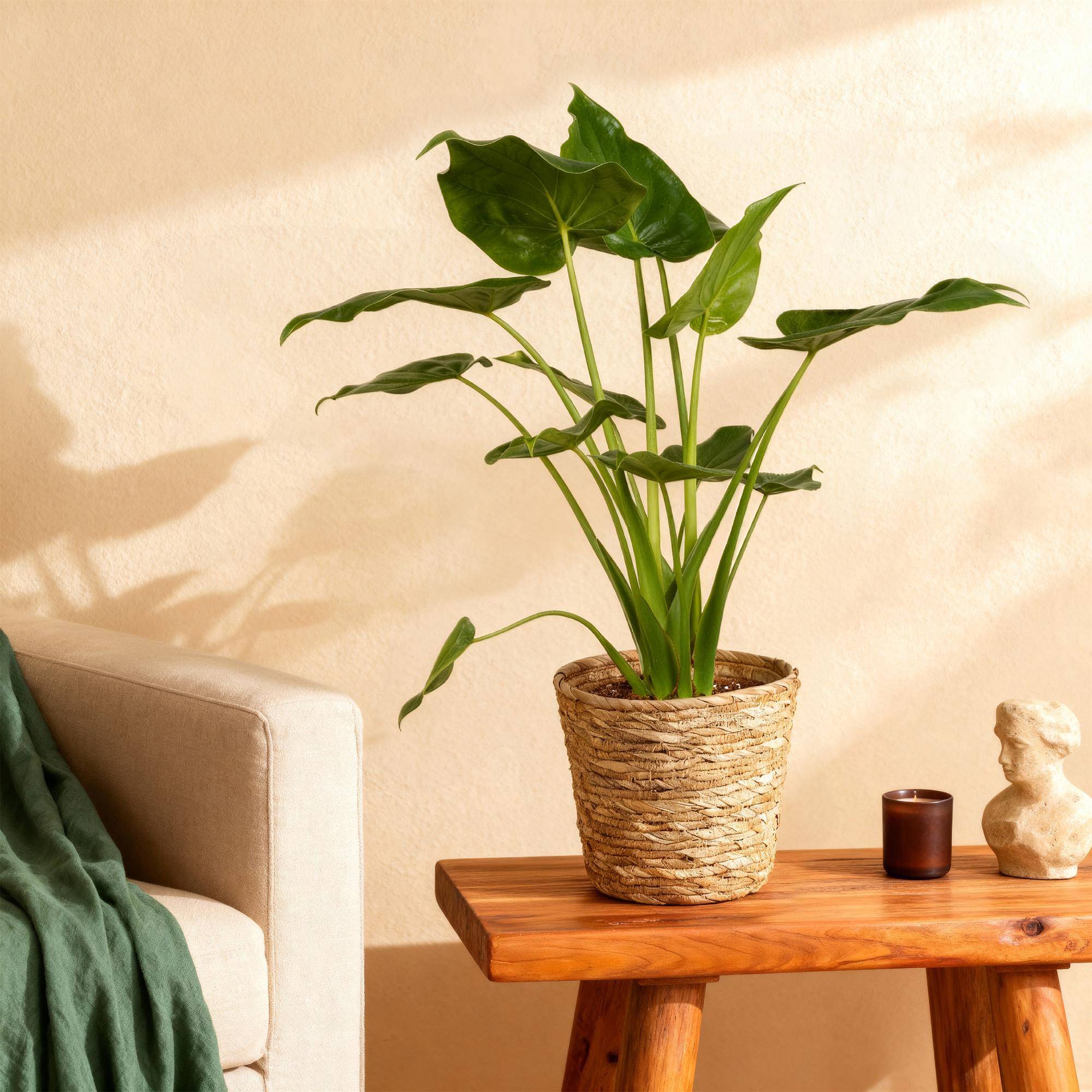 La Green Touch - Alocasia Cucullata - D21 H70cm