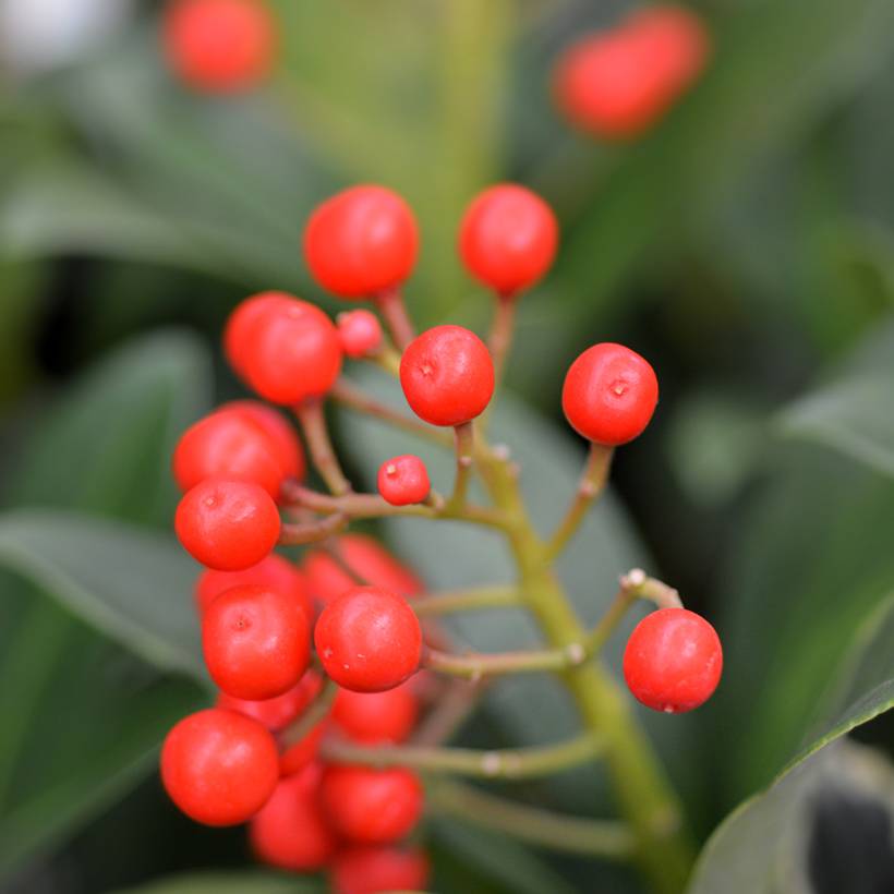 Skimmia japonica Pabella - Skimmia du Japon Pot de 2L/3L - Image 1