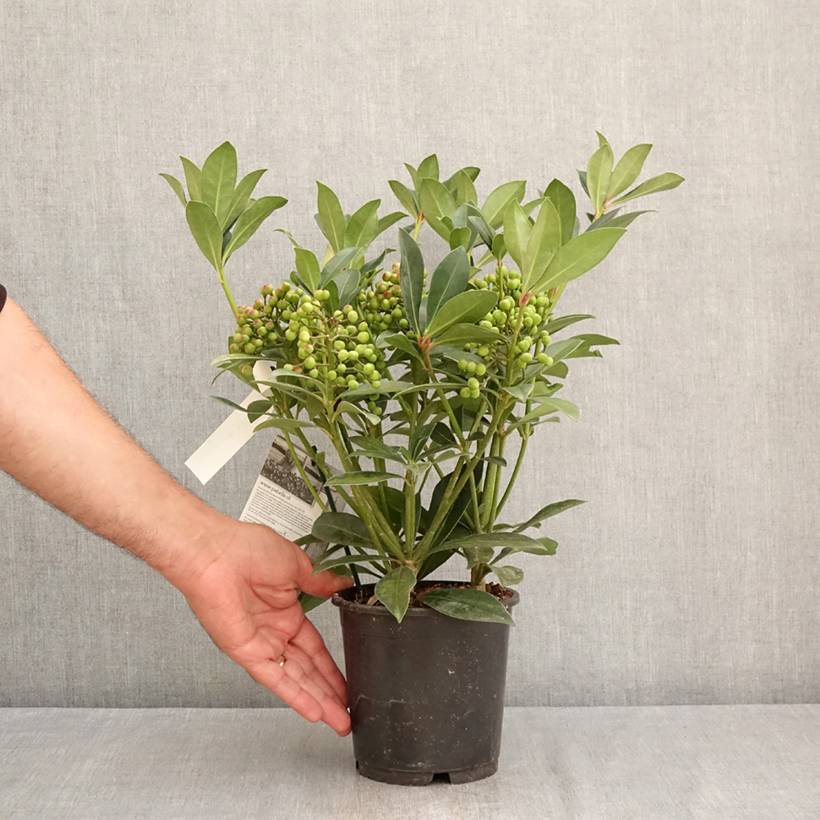 Skimmia japonica Pabella - Skimmia du Japon Pot de 2L/3L - Image 2