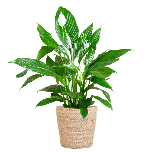 La Green Touch - Spathiphyllum et Son Pot - H80cm - Image 8