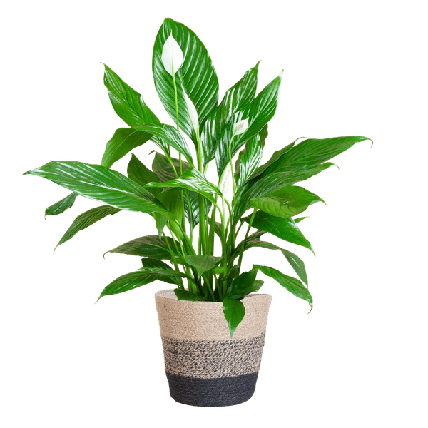 La Green Touch - Spathiphyllum et Son Pot - H80cm - Image 7