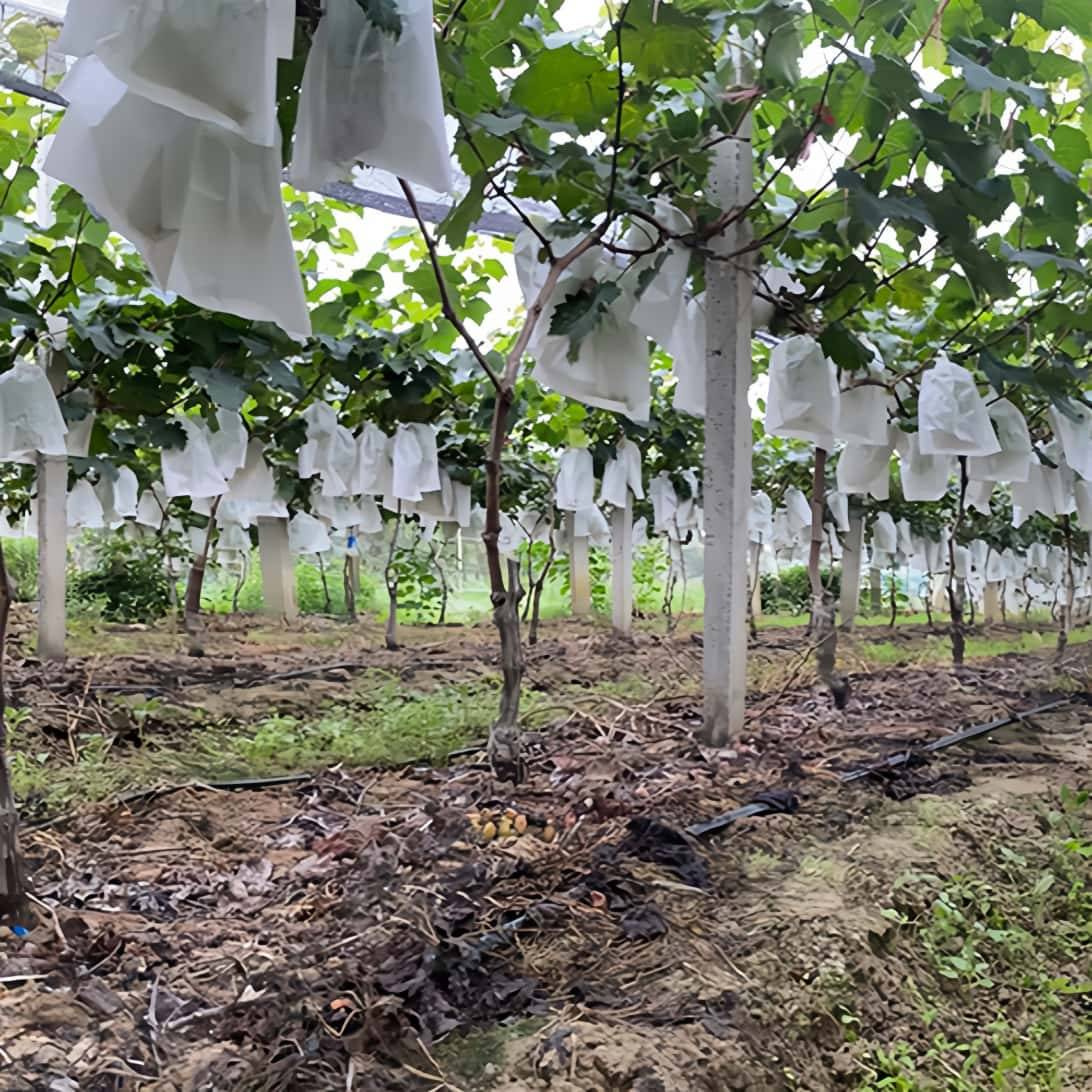 Sacs Protection Fruits Anti Frelons 24x36cm Non Tissé avec Cordon pour Raisin Jardin Lot de 100 Pièces DtopbuyAge - Image 6