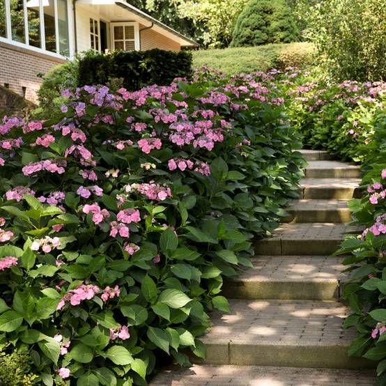Promesse de Fleurs - Hortensia - Hydrangea serrata Summer Glow Pot de 2L/3L