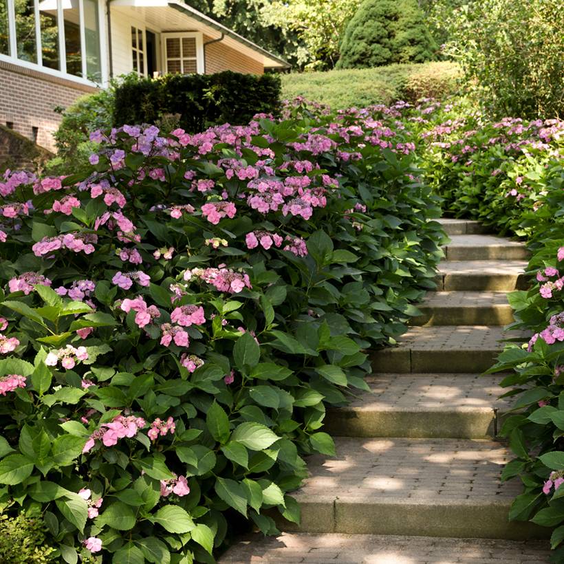 Promesse de Fleurs - Hortensia - Hydrangea serrata Summer Glow Pot de 2L/3L
