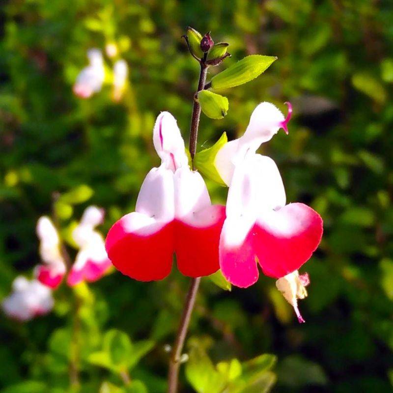 3 Sauges 'Hot Lips' (Salvia Microphylla 'Hot Lips') - Lot de 3 vivaces - Pépinières Naudet - Image 1