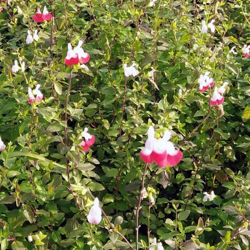 3 Sauges 'Hot Lips' (Salvia Microphylla 'Hot Lips') - Lot de 3 vivaces - Pépinières Naudet - Image 2