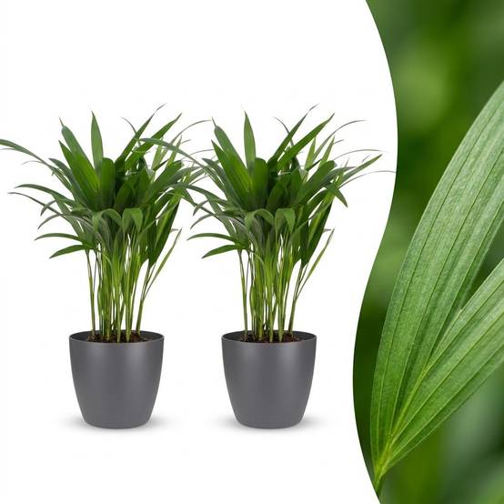 Palmier Areca - Dypsis lutescens - avec pot gris - lot de 2 - Ø12cm - ↕45cm - Plantes d’intérieur - Image 1
