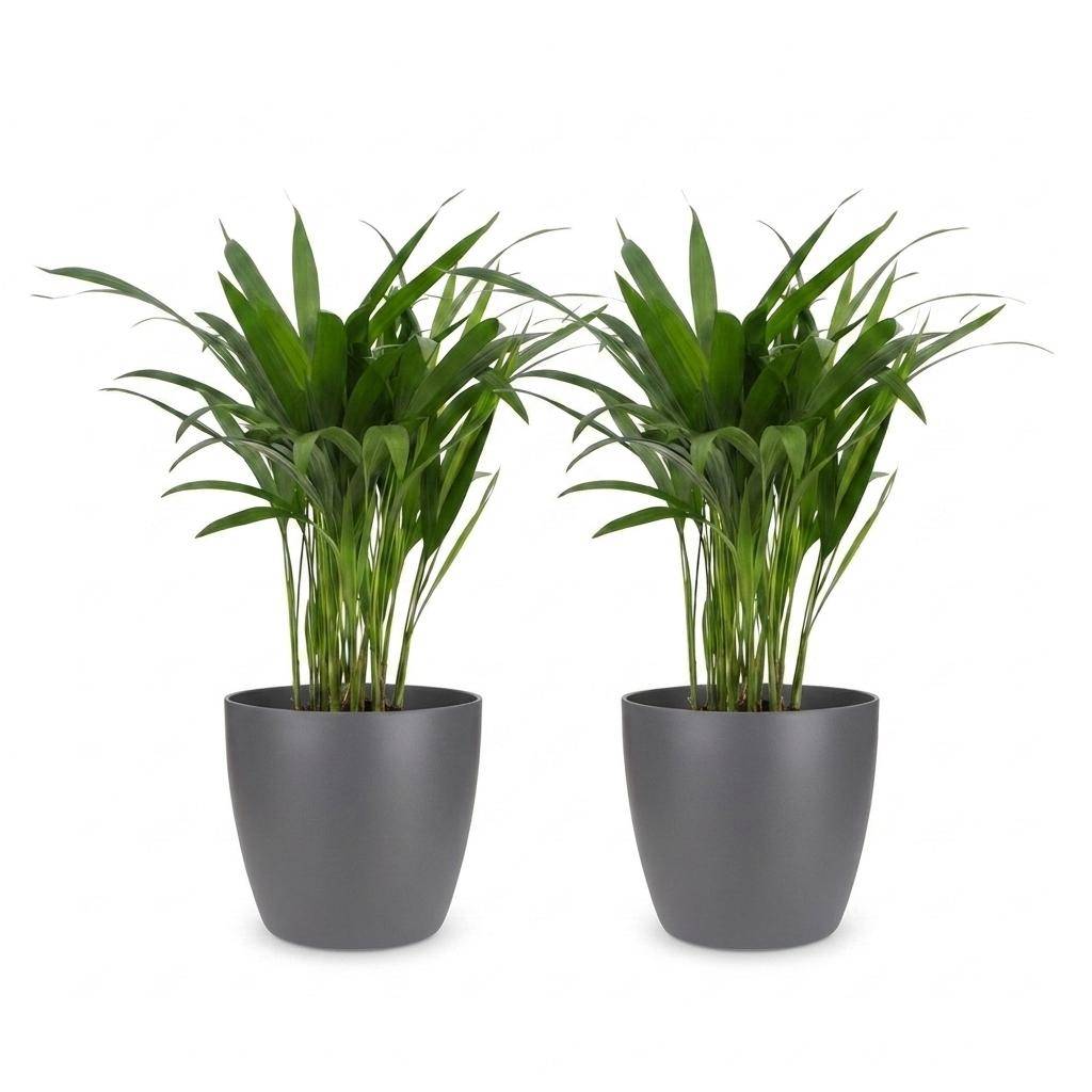 Palmier Areca - Dypsis lutescens - avec pot gris - lot de 2 - Ø12cm - ↕45cm - Plantes d’intérieur - Image 2