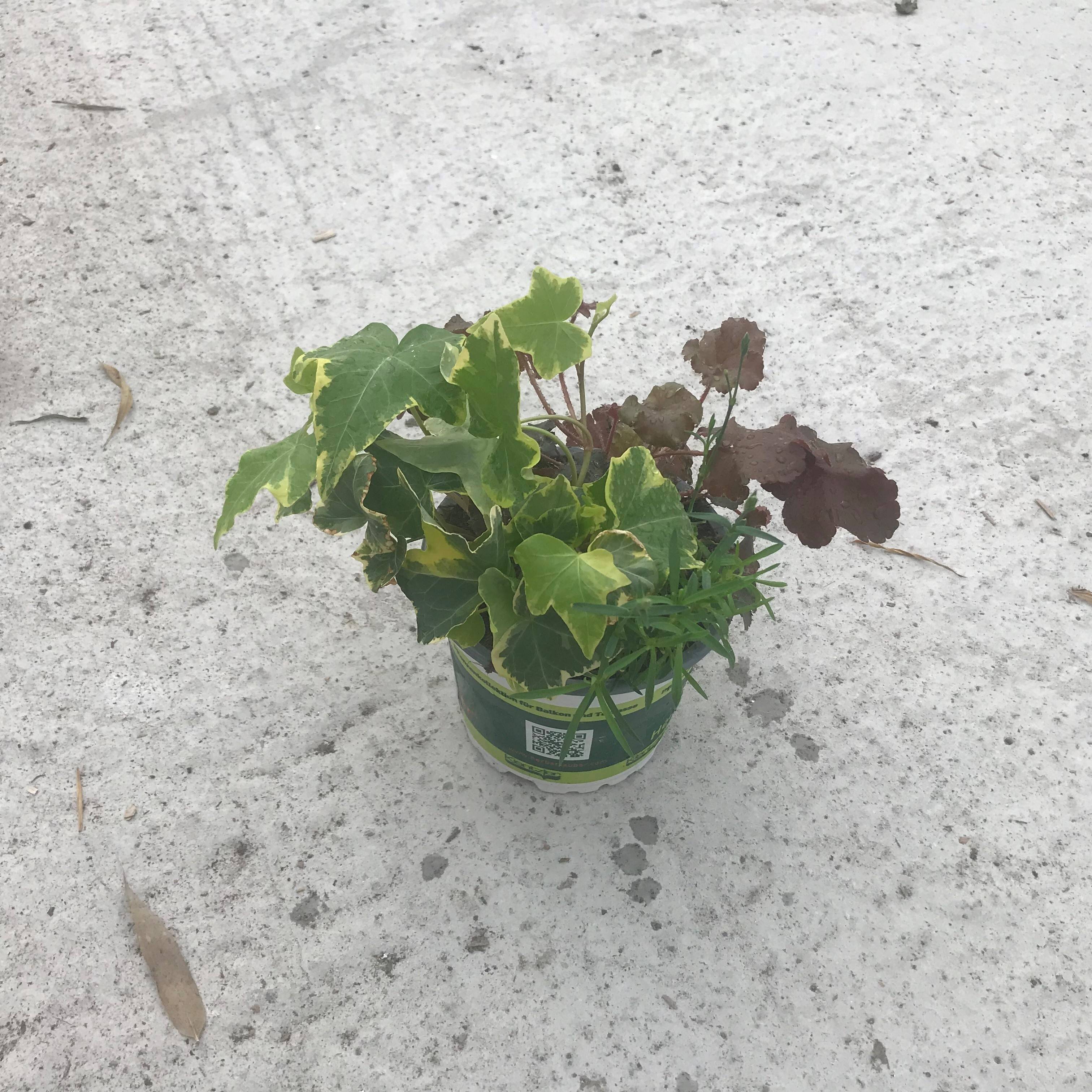 Promesse de Fleurs - Composition Lucky Charm - composition de 3 plantes Pot de 12 cm / 13 cm